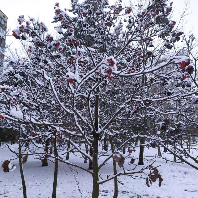 Previsões do tempo com lindas fotos de Elena Chayka
