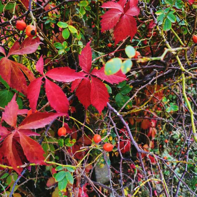 Ania-12の美しい写真による天気予報