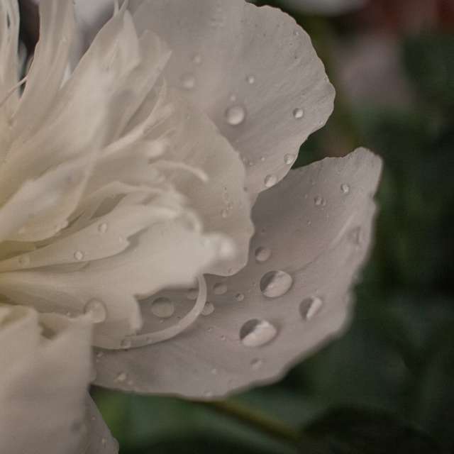 天气预报，带Axys精美的照片