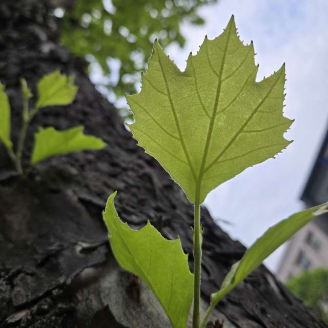 Prévisions météo avec de superbes photos de Jessica_A