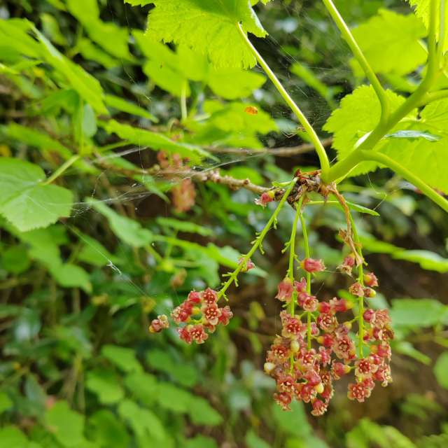 Garten. Wettervorhersagen mit schönen Fotos von Albert_Smelovtsev Fotos Roza Khutor