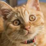 persik
