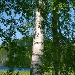 Kokorhekkus