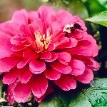 Barbara37
