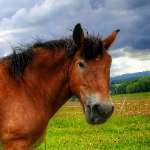 Lotti5507